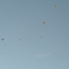 1st Operation Toy Drop 037